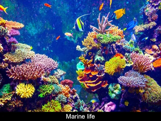 Marine life