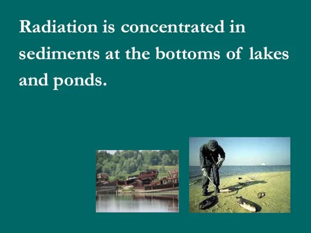 Radiation is concentrated in sediments at the bottoms of lakes and ponds.