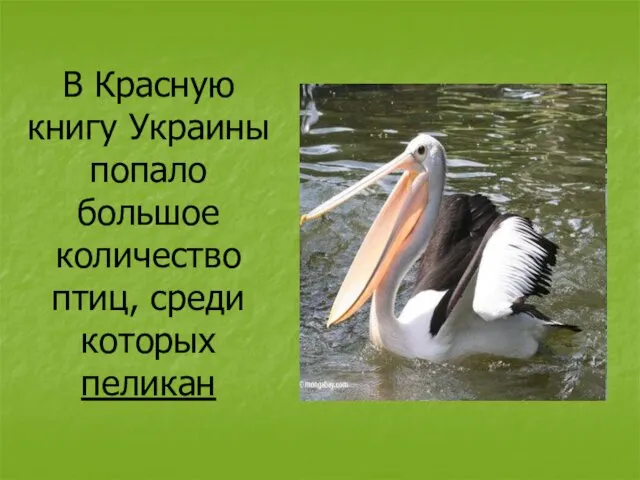 В Красную книгу Украины попало большое количество птиц, среди которых пеликан