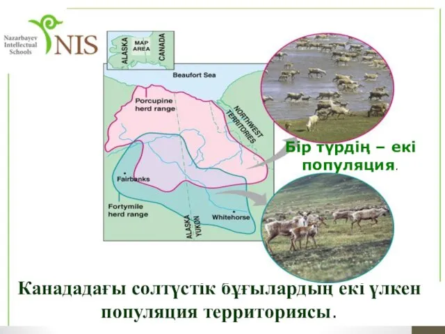 Канададағы солтүстік бұғылардың екі үлкен популяция территориясы. Бір түрдің – екі популяция.