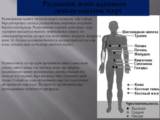 Радиация және адамның денсаулығына әсері Радиацияның адамға тигізетін әсерін сәулелену