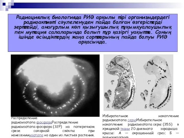 Радиациялық биологияда РИӘ арқылы тірі организмдердегі радиоактивті сәулеленуден пайда болған