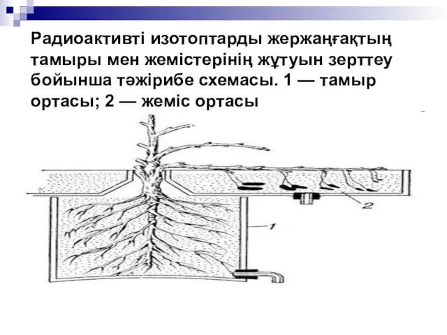 Радиоактивті изотоптарды жержаңғақтың тамыры мен жемістерінің жұтуын зерттеу бойынша тәжірибе