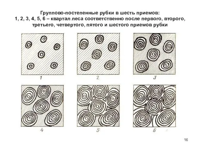 Группово-постепенные рубки в шесть приемов: 1, 2, 3, 4, 5,