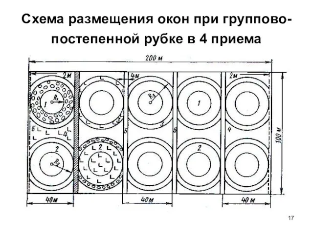 Схема размещения окон при группово-постепенной рубке в 4 приема