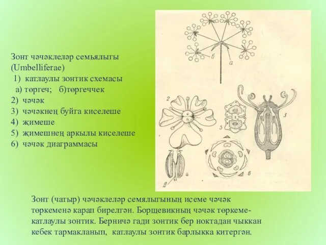 Зонт чәчәклеләр семьялыгы (Umbelliferae) 1) катлаулы зонтик схемасы а) төргеч;