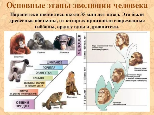 Основные этапы эволюции человека Парапитеки появились около 35 млн лет