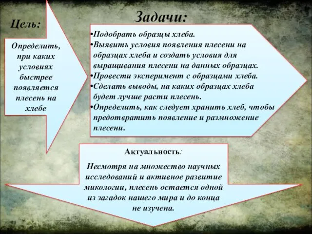 Цель: Определить, при каких условиях быстрее появляется плесень на хлебе