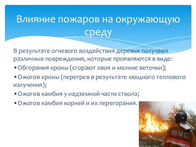 В результате огневого воздействия деревья получают различные повреждения, которые проявляются