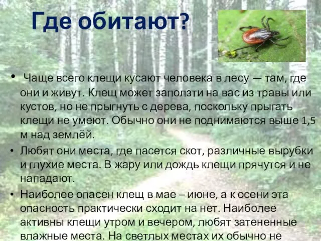 Где обитают? Чаще всего клещи кусают человека в лесу —