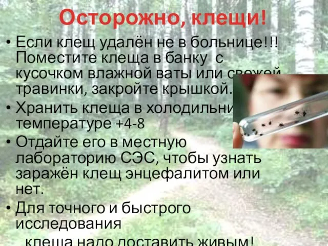 Осторожно, клещи! Если клещ удалён не в больнице!!! Поместите клеща