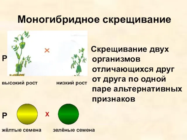 Моногибридное скрещивание Скрещивание двух организмов отличающихся друг от друга по