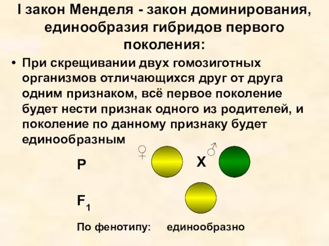 I закон Менделя - закон доминирования, единообразия гибридов первого поколения: