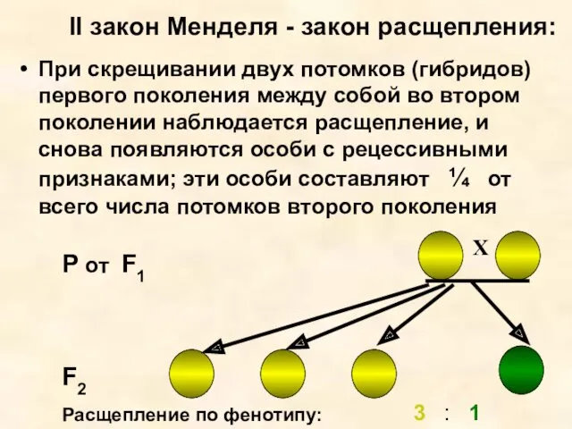 II закон Менделя - закон расщепления: При скрещивании двух потомков