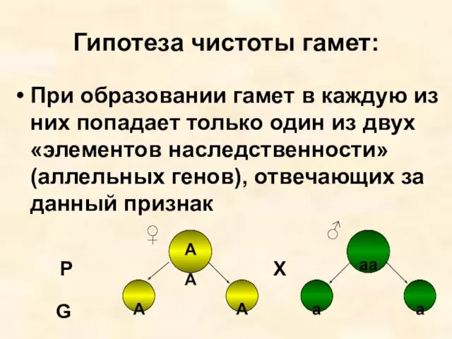 Гипотеза чистоты гамет: При образовании гамет в каждую из них