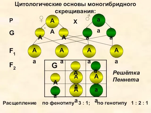 Цитологические основы моногибридного скрещивания: Аа Аа А Аа Аа Аа