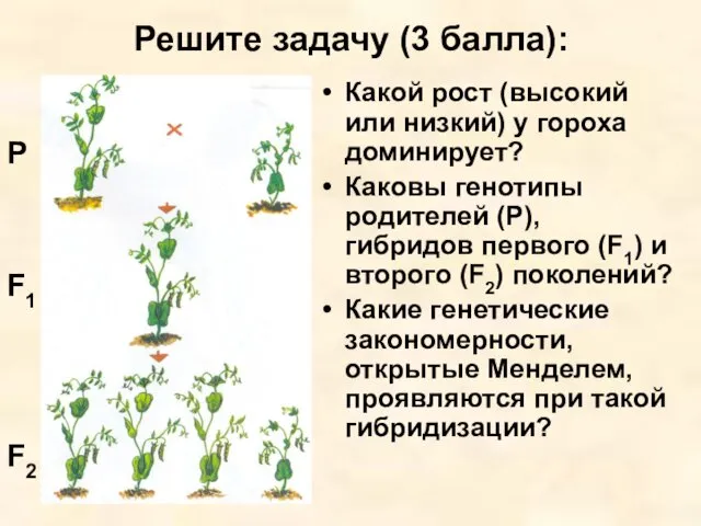 Решите задачу (3 балла): Какой рост (высокий или низкий) у