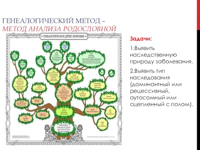 Генеалогический метод ГЕНЕАЛОГИЧЕСКИЙ МЕТОД –МЕТОД АНАЛИЗА РОДОСЛОВНОЙ Задачи: 1.Выявить наследственную