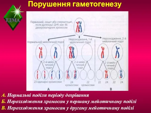 Порушення гаметогенезу А. Нормальні поділи періоду дозрівання Б. Нерозходження хромосом у першому мейотичному