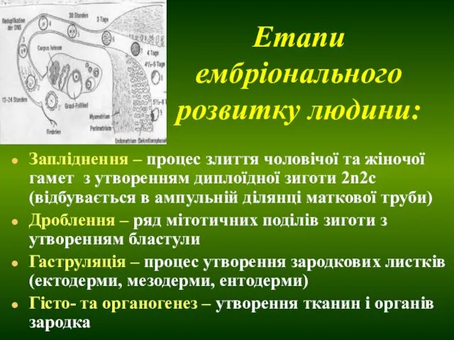 Етапи ембріонального розвитку людини: Запліднення – процес злиття чоловічої та жіночої гамет з