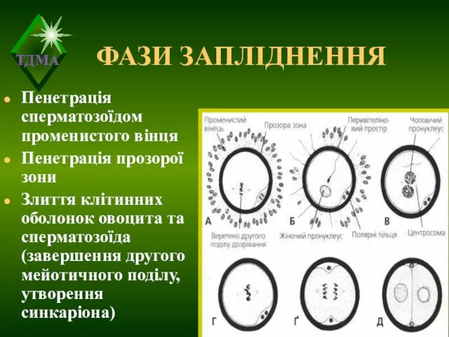 ФАЗИ ЗАПЛІДНЕННЯ Пенетрація сперматозоїдом променистого вінця Пенетрація прозорої зони Злиття