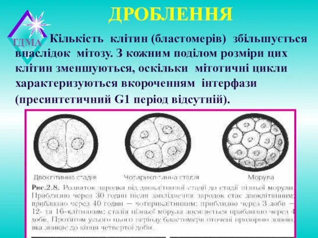 ДРОБЛЕННЯ Кількість клітин (бластомерів) збільшується внаслідок мітозу. З кожним поділом розміри цих клітин