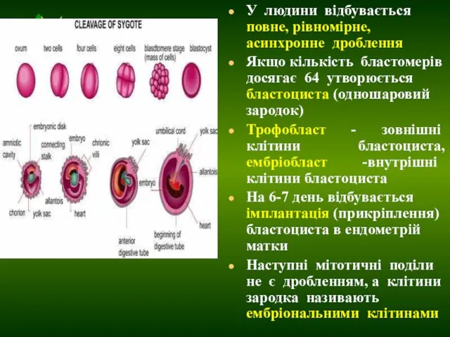 У людини відбувається повне, рівномірне, асинхронне дроблення Якщо кількість бластомерів