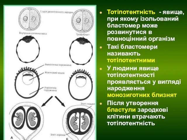 Тотіпотентність - явище, при якому ізольований бластомер може розвинутися в повноцінний організм Такі