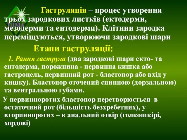 Гаструляція – процес утворення трьох зародкових листків (ектодерми, мезодерми та ентодерми). Клітини зародка