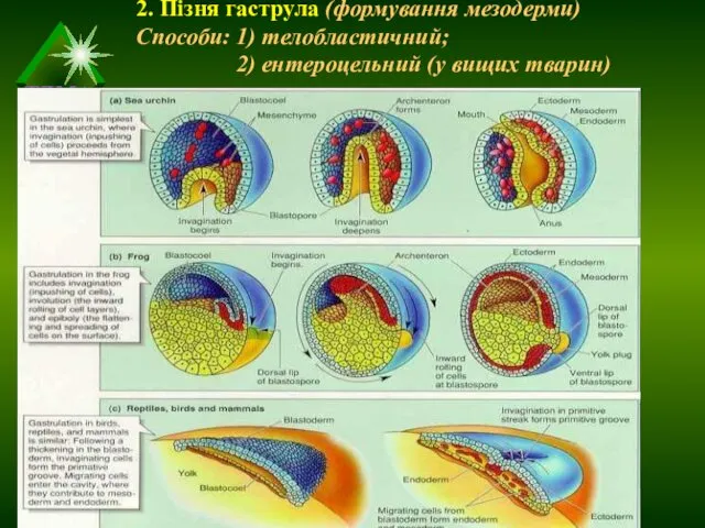 2. Пізня гаструла (формування мезодерми) Способи: 1) телобластичний; 2) ентероцельний (у вищих тварин)