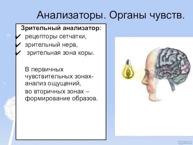 Анализаторы. Органы чувств. Зрительный анализатор: рецепторы сетчатки, зрительный нерв, зрительная