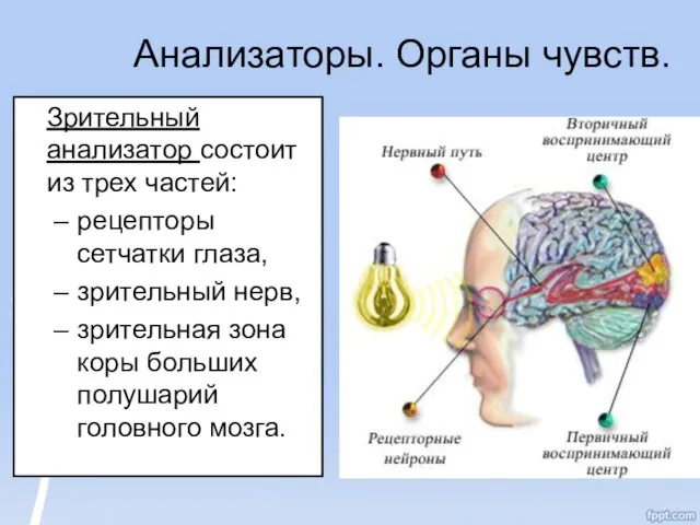 Анализаторы. Органы чувств. Зрительный анализатор состоит из трех частей: рецепторы