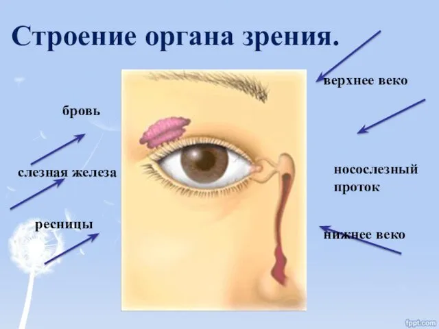 Строение органа зрения. бровь слезная железа ресницы носослезный проток верхнее веко нижнее веко