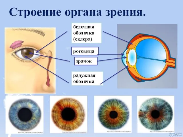 Строение органа зрения. белочная оболочка (склера) роговица зрачок радужная оболочка