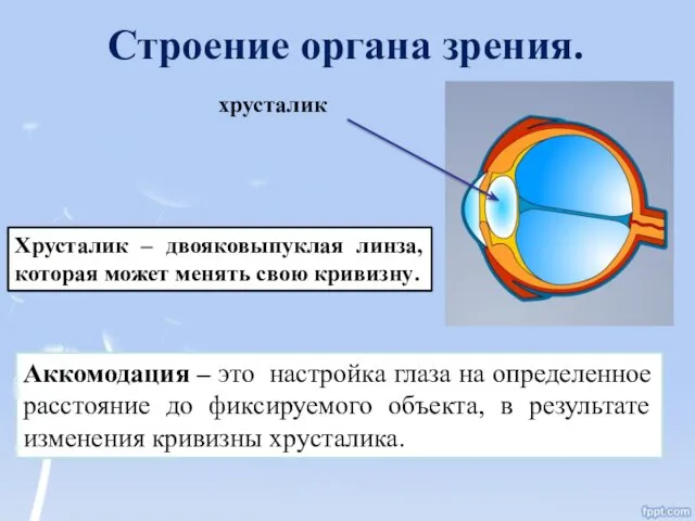 Строение органа зрения. хрусталик Хрусталик – двояковыпуклая линза, которая может