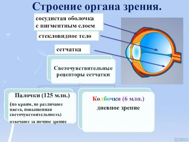 Строение органа зрения. стекловидное тело сосудистая оболочка с пигментным слоем сетчатка