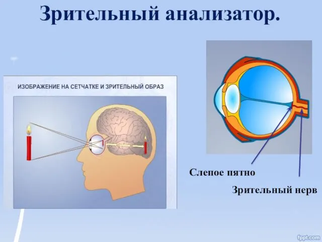 Зрительный анализатор. Зрительный нерв Слепое пятно