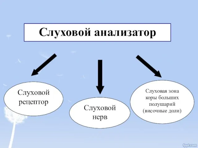 Слуховой анализатор Слуховой рецептор Слуховой нерв Слуховая зона коры больших полушарий (височные доли)