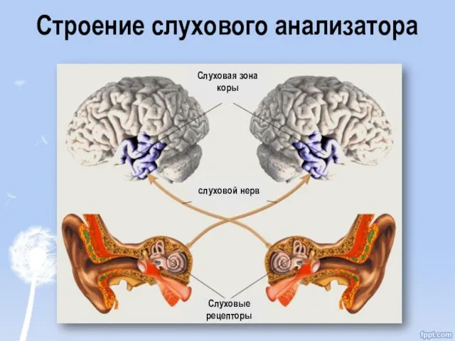 Строение слухового анализатора Слуховые рецепторы слуховой нерв Слуховая зона коры