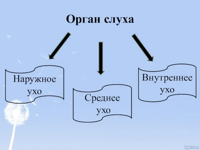 Орган слуха Наружное ухо Среднее ухо Внутреннее ухо