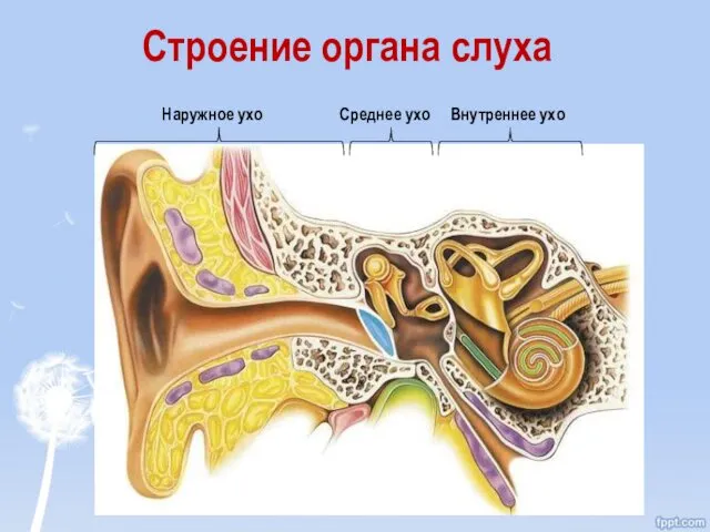 Строение органа слуха Внутреннее ухо Среднее ухо Наружное ухо