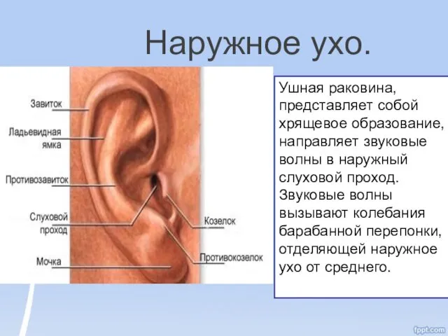 Наружное ухо. Ушная раковина, представляет собой хрящевое образование, направляет звуковые