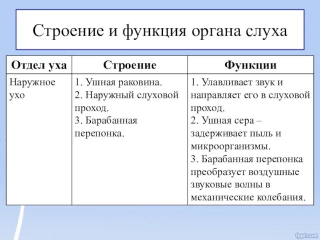 Строение и функция органа слуха