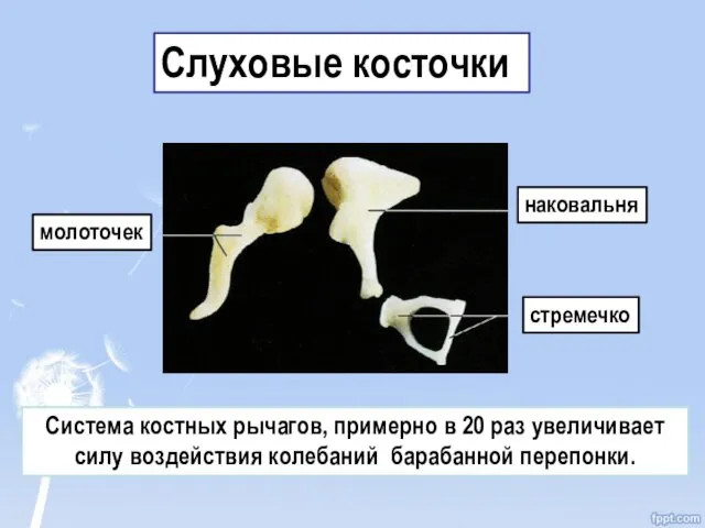 молоточек наковальня стремечко Слуховые косточки Система костных рычагов, примерно в