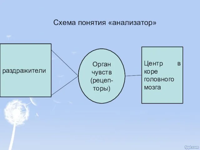 Схема понятия «анализатор» раздражители Орган чувств (рецеп- торы) Центр в коре головного мозга