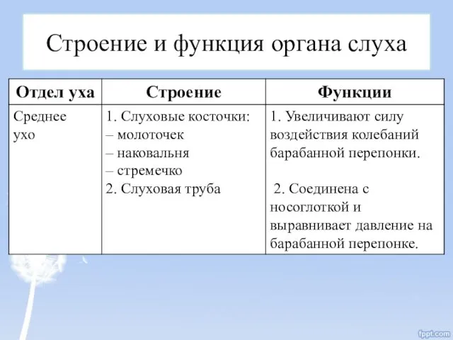 Строение и функция органа слуха