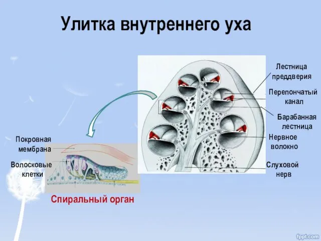 Слуховой нерв Нервное волокно Покровная мембрана Волосковые клетки Спиральный орган