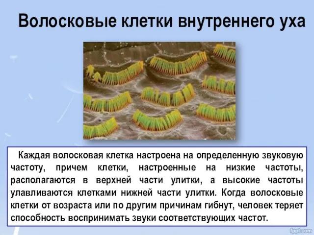 Волосковые клетки внутреннего уха Каждая волосковая клетка настроена на определенную