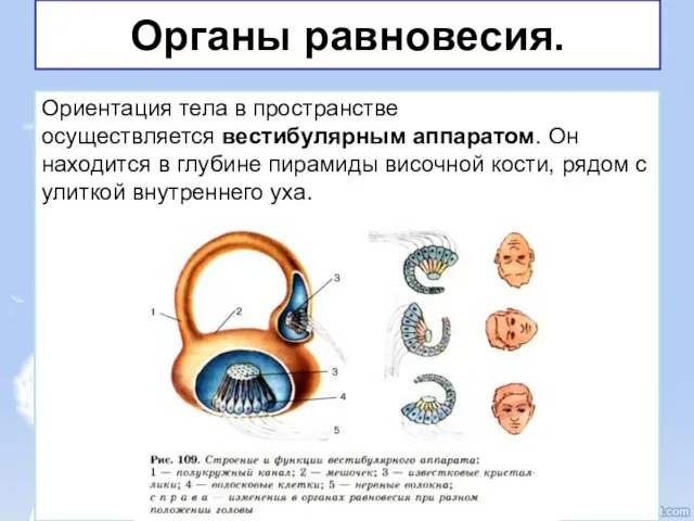 Органы равновесия. Ориентация тела в пространстве осуществляется вестибулярным аппаратом. Он