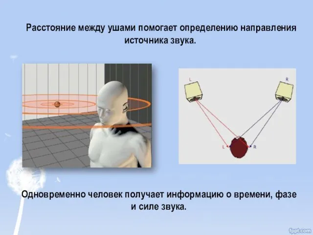 Расстояние между ушами помогает определению направления источника звука. Одновременно человек